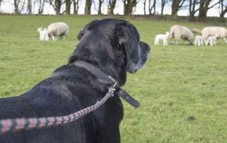 Dog owners - be careful during lambing season.