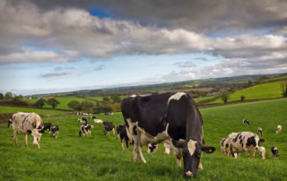 Rapid decline in the number working in Agriculture