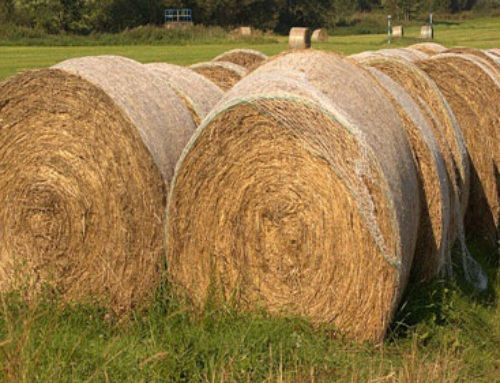 Minister Canney urges farmers to complete fodder budgets ahead of winter