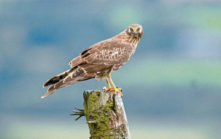 Hen Harrier research project at SHINE UCC