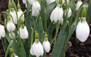 Celebrating Snowdrops!