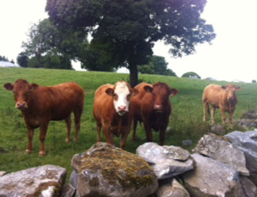 Minister Canney welcomes opening of amendment facility for 2026 reference numbers under Suckler Carbon Efficiency Programme