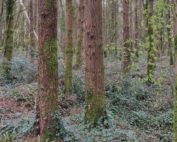 NEW FOREST OWNER PAYMENTS