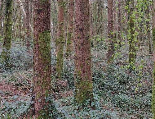 Minister Canney welcomes new €55.8 million Reconstitution Scheme to support forest owners hit by Storms Darragh and Éowyn