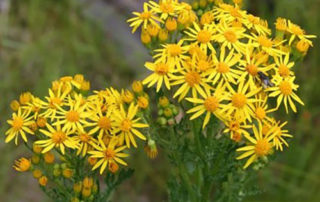 BE ALERT TO RAGWORT