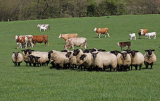 Sean Canney calls on farmers to join producer organisations