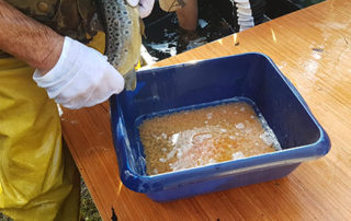 OUGHTERARD TROUT HATCHERY