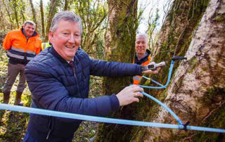 TREE TAPPING IN LONGFORD