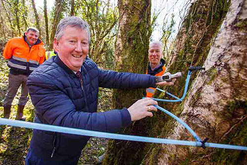 TREE TAPPING IN LONGFORD
