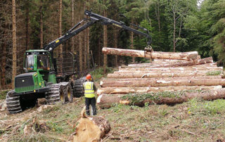 CANNEY – Calls on Government to sort out supply chains issues within forestry Industry