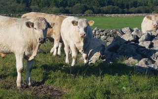 Sean Canney urges farmers to apply for the €100 per head finisher payment for beef scheme.