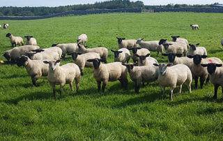 Call for support package for sheep farmers