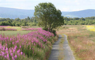 Communities asked to support Greenway through ‘hidden’ East Galway