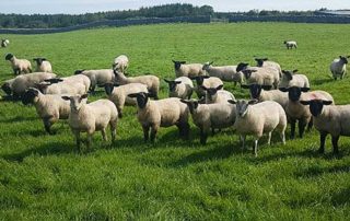 Supports calls to develop the Wool Industry in Ireland