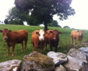 Welcomed the payment of €46.6 million under the new Beef Finisher Payment Scheme.