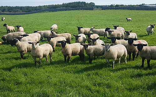 Canney welcomes advance payments for Sheep Welfare Scheme