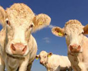 Calls for urgent intervention to offset losses on Irish Beef Industry