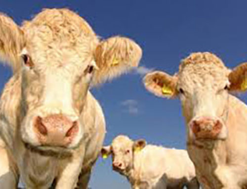 Minister Seán Canney Welcomes Opening of €28 Million Beef Welfare Scheme for Suckler Farmers