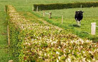 Small family farms at a crossroads.