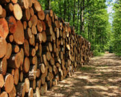 Forestry Industry Licence System is still in a mess