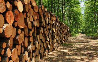 Forestry Industry Licence System is still in a mess