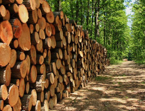 Forestry Industry Licence System is still in a mess