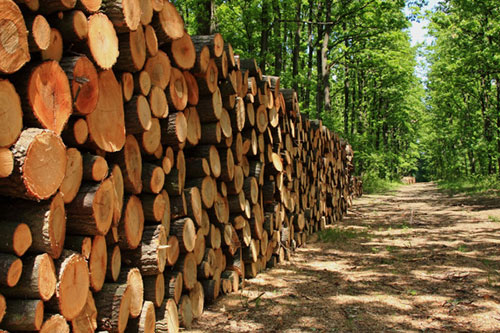 Forestry Industry Licence System is still in a mess