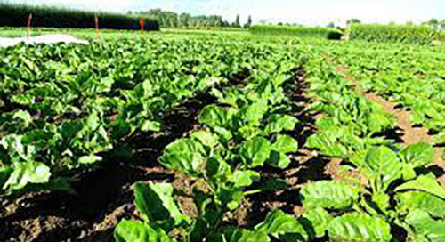 Ukraine wars demonstrate a need for a rethink on farming