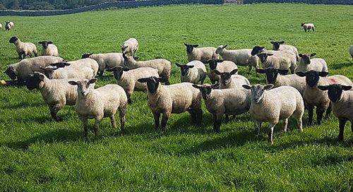 Calls for support for farmers with the cost of shearing sheep