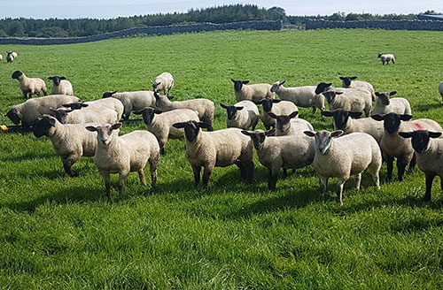 Calls for support for farmers with the cost of shearing sheep