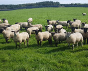 No additional supports in Budget 2023 for sheep farmers