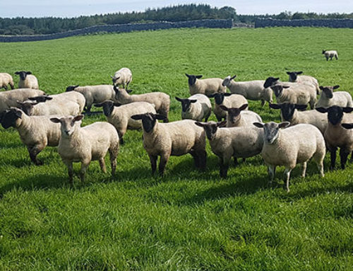 No additional supports in Budget 2023 for sheep farmers