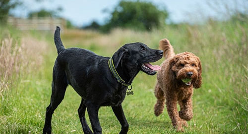 Lack of resources to enforce Dog Control Laws