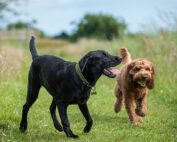 Additional dog fines will have little effect without additional Dog Wardens