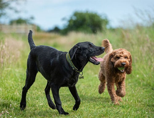 Additional dog fines will have little effect without additional Dog Wardens