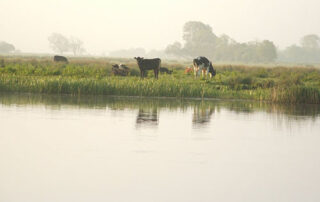 Calls on the Minister for Agriculture to review the Fodder Support Scheme for the Shannon Callows