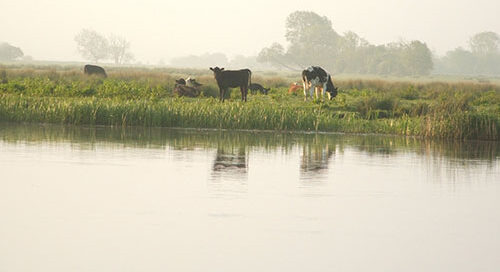 Calls on the Minister for Agriculture to review the Fodder Support Scheme for the Shannon Callows