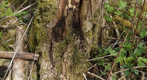 Welcomes €79.5 million Ash dieback support package for farmers