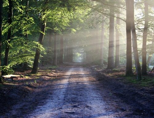 Minister Seán Canney Welcomes Maintenance Funding for Galway East Coillte Sites